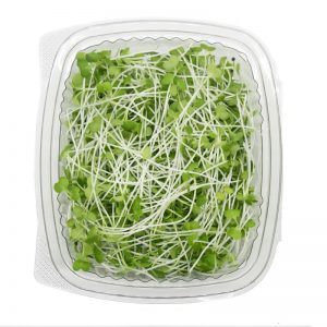 Pakchoi Frontal