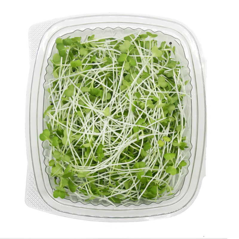 Pakchoi Frontal