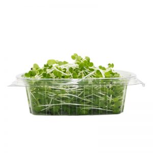 Pakchoi25.1