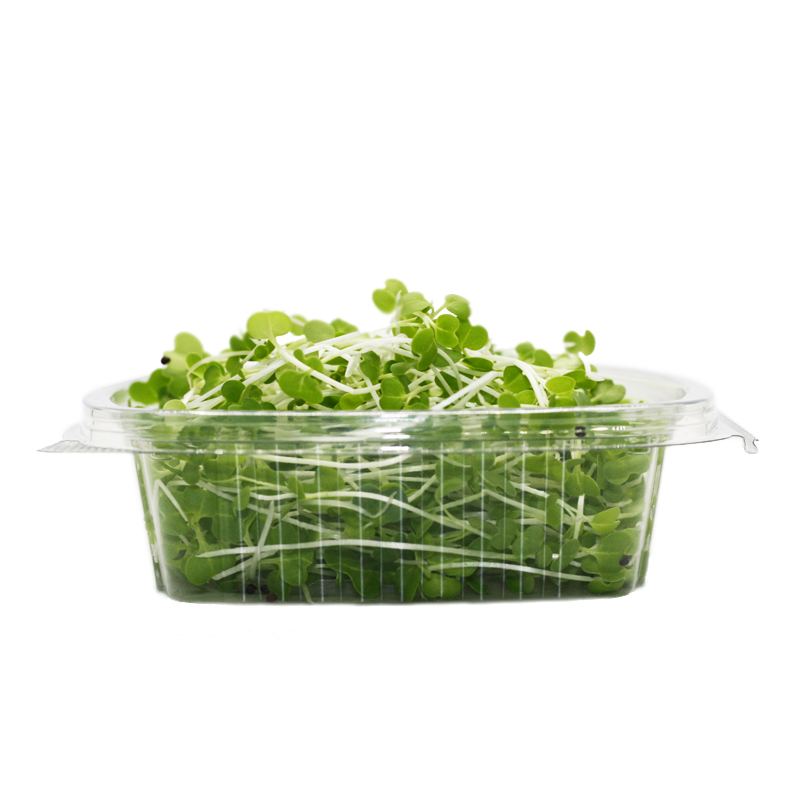 Pakchoi25.1